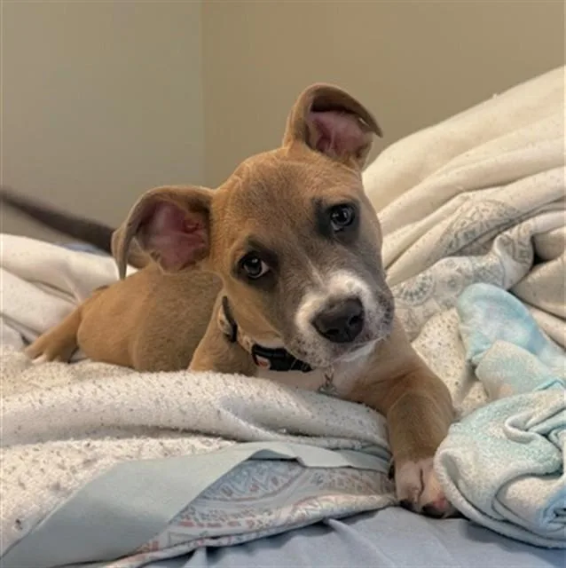 A baby small-sized female Pit Bull Terrier dog named Millie for adoption in Fayetteville, NC