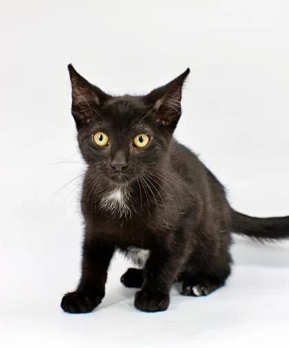 A baby small-sized male Domestic Short Hair cat named Mordrid for adoption in Morton Grove, IL