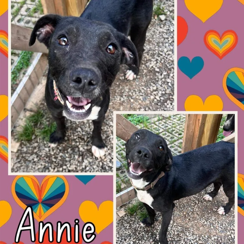 An adult medium-sized female Black Shepherd dog named Annie for adoption in Hackett, AR