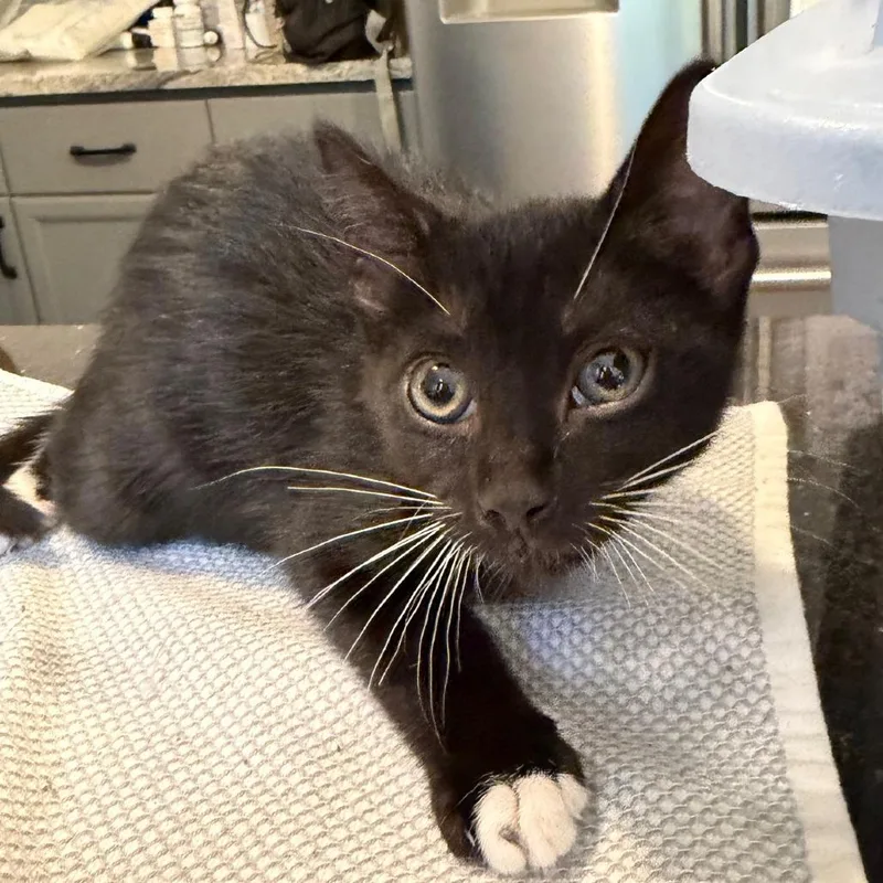 A baby small-sized female Domestic Short Hair cat named Luna Azul for adoption in Cumming, GA