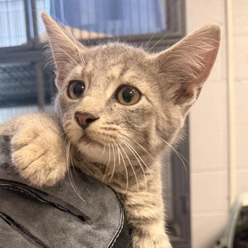 A baby small-sized male Gray / Blue / Silver Domestic Short Hair cat named Cannon BallC for adoption in East Saint Louis, IL