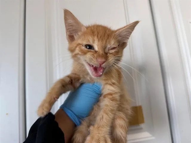 A baby small-sized male Domestic Short Hair cat named Vincent for adoption in San Bernardino, CA