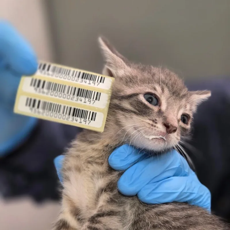 A baby small-sized female Gray / Blue / Silver Domestic Short Hair cat named Lola Skumpy for adoption in Charleston, WV