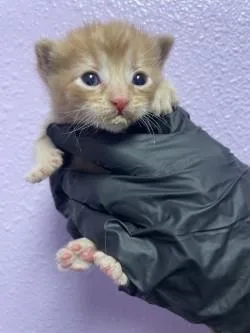 A baby small-sized male Orange / Red Domestic Medium Hair cat named 60828096 for adoption in El Paso, TX