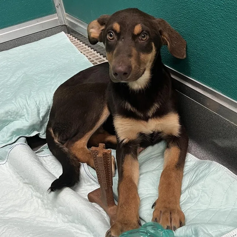 Watermelon thumbnail 2