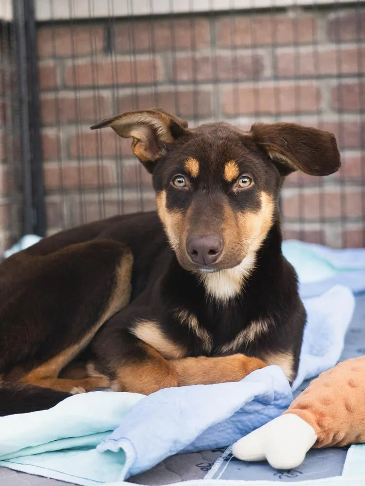 Watermelon thumbnail 5