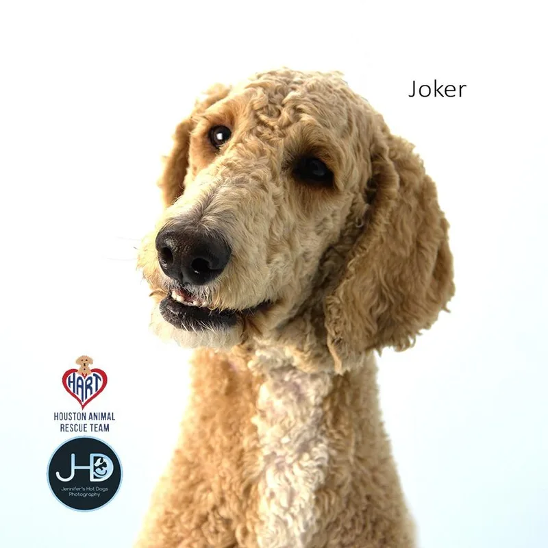 A young medium-sized male Poodle dog named Joker for adoption in Hockley, TX