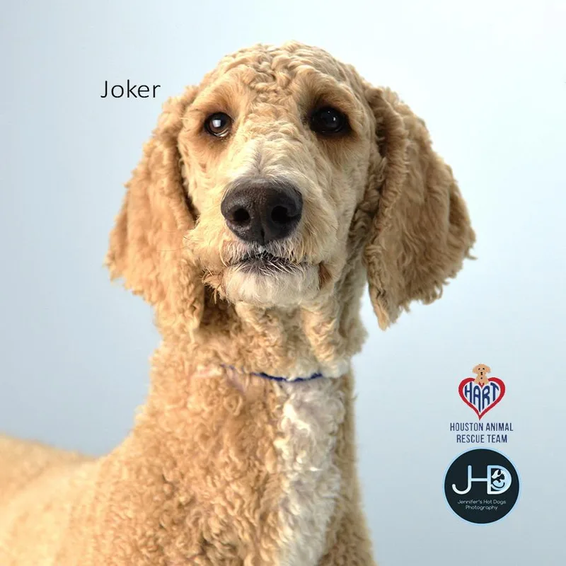 Joker thumbnail 2