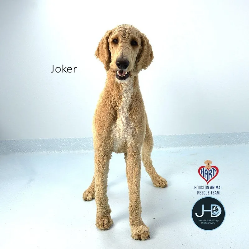Joker thumbnail 3