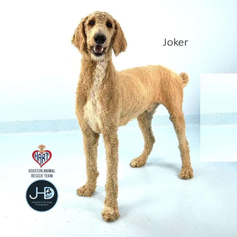 Joker thumbnail 4