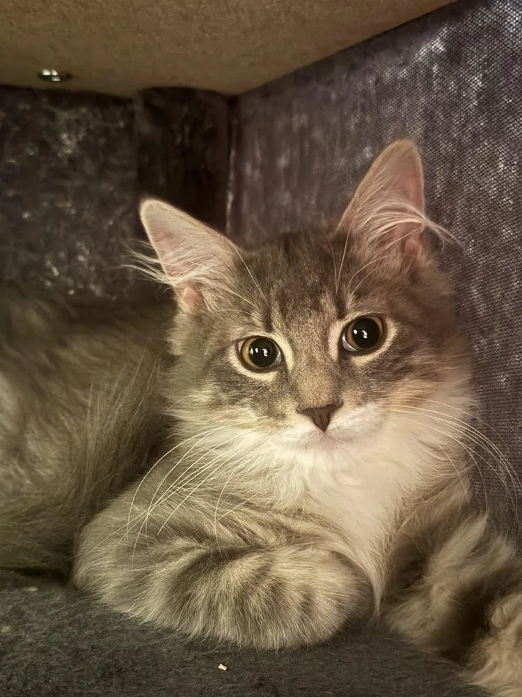 Gnocchi