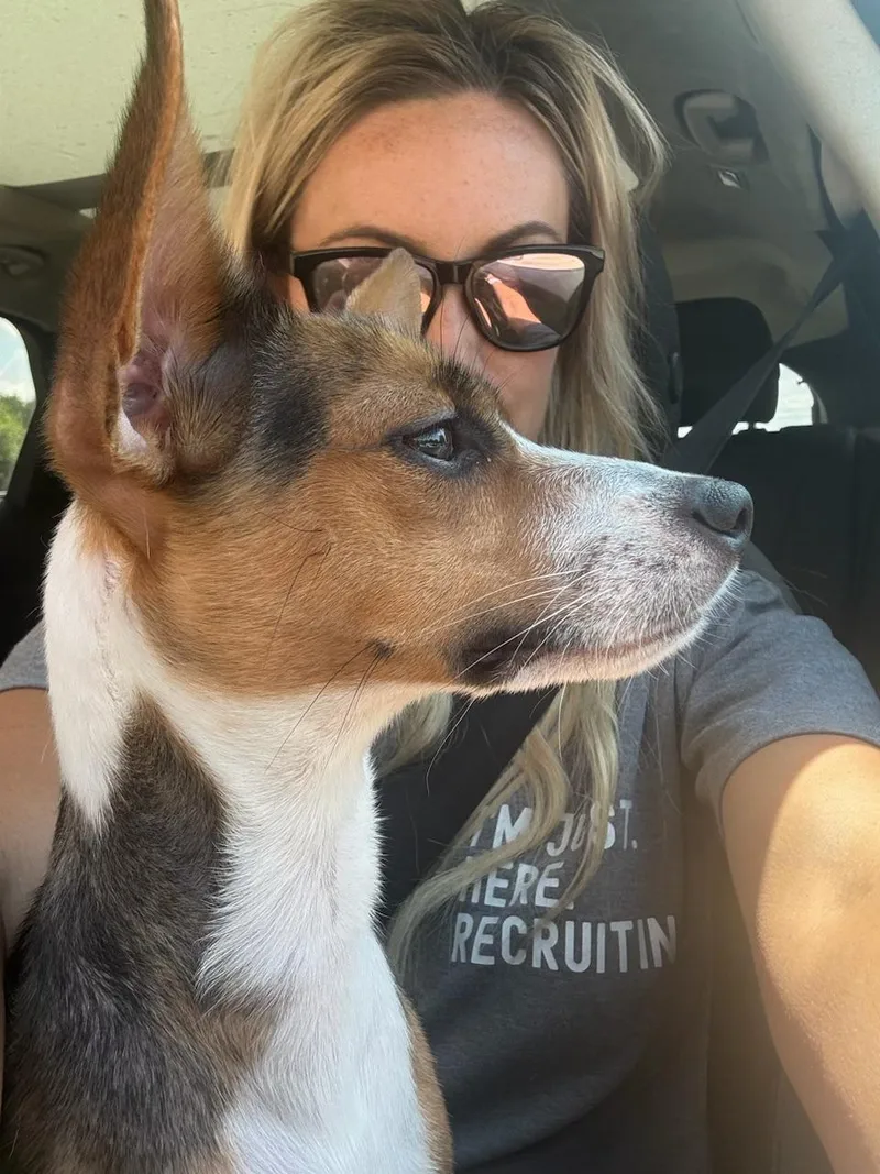 A young small-sized female Tricolor (Brown, Black, & White) Fox Terrier dog named Tulip for adoption in Garland, TX