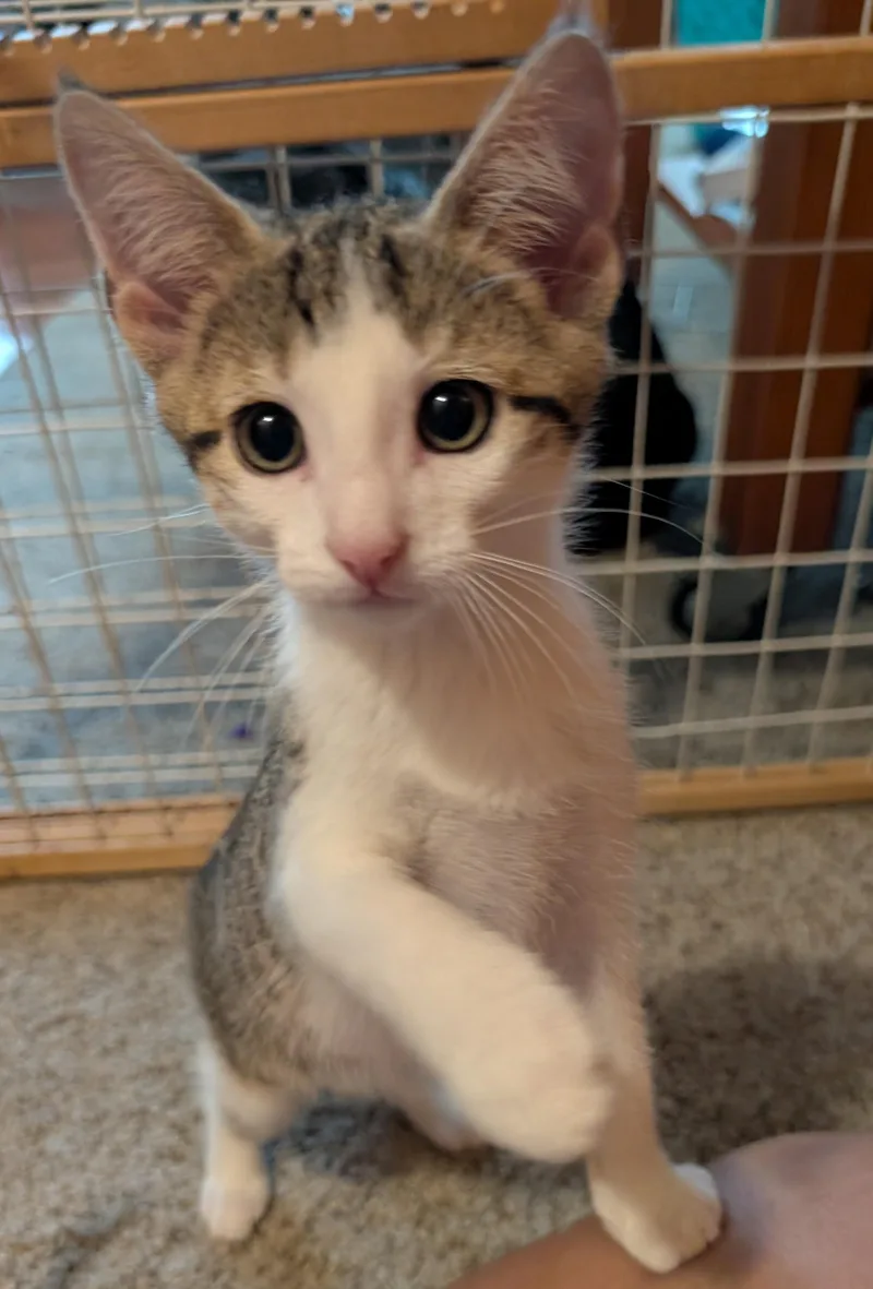 A baby medium-sized male Domestic Short Hair cat named Pine for adoption in Wadsworth, OH