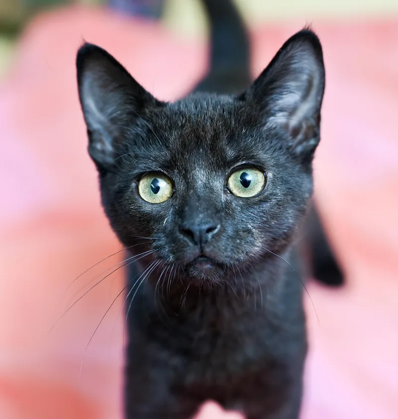 A baby medium-sized female Black Domestic Short Hair cat named Poppy for adoption in Chattanooga, TN