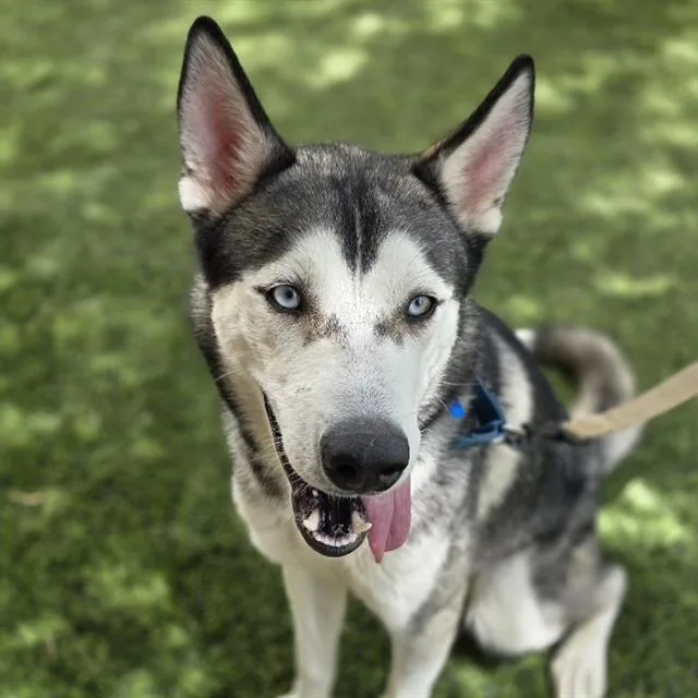 Koda