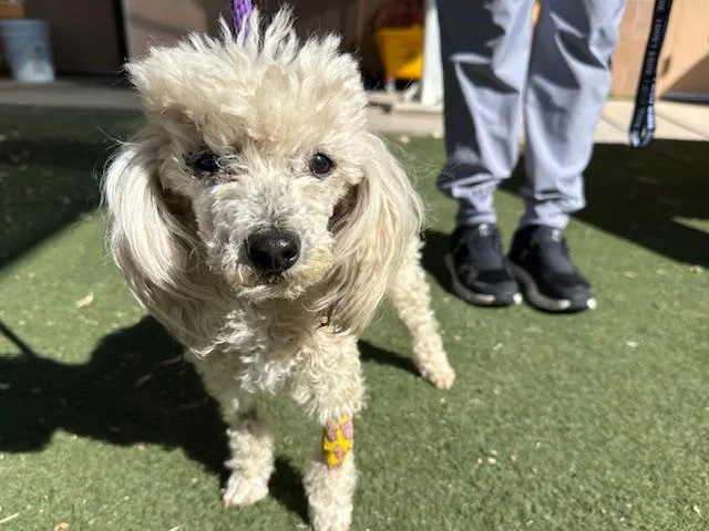 A senior medium-sized female Poodle dog named Merdal for adoption in Albuquerque, NM
