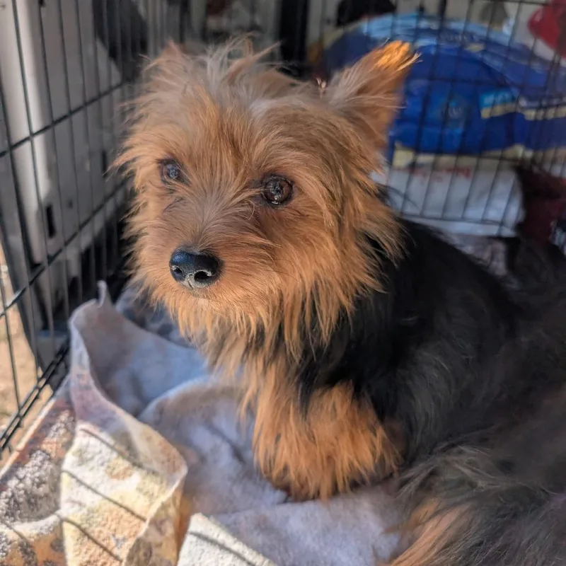 An adult small-sized male Brown / Chocolate Yorkshire Terrier dog named Tut for adoption in West Plains, MO