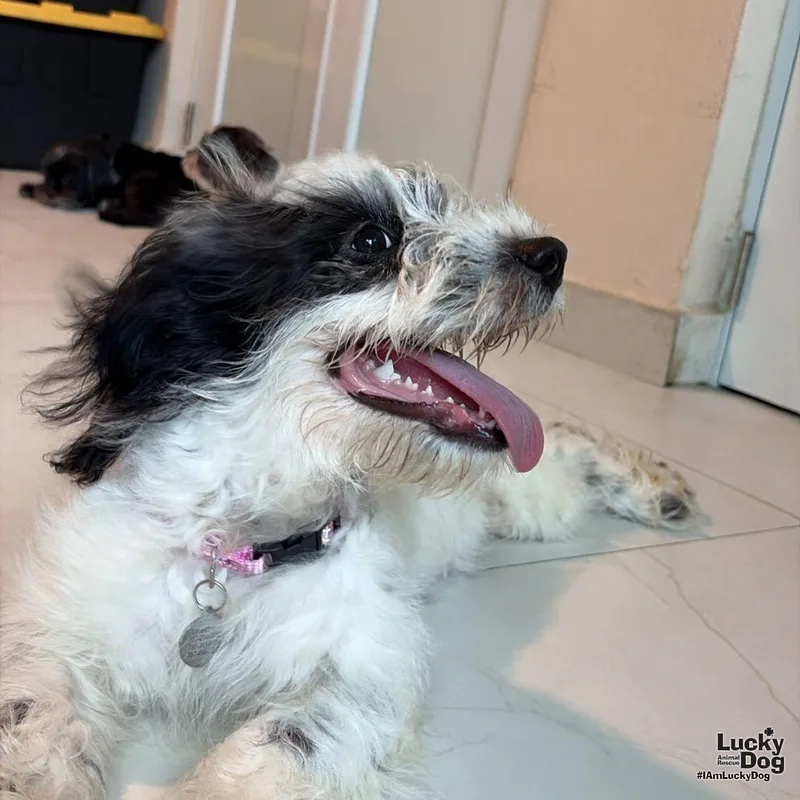 A young small-sized female Poodle dog named Julieta for adoption in Washington, DC