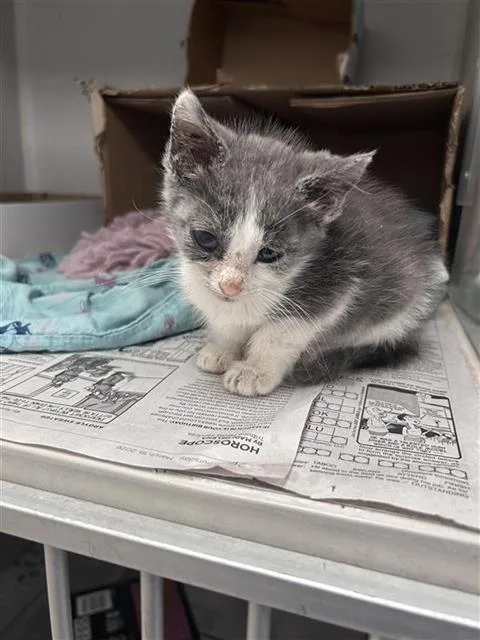 A baby medium-sized male Domestic Short Hair cat named Luke for adoption in Dallas, TX