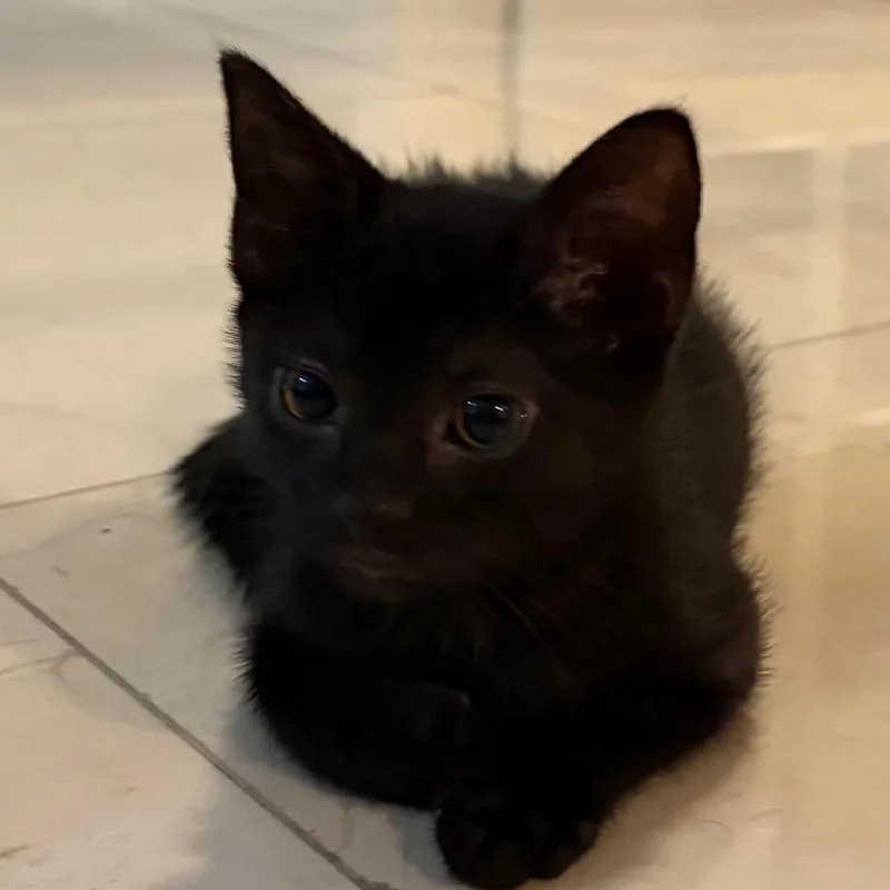 A baby small-sized male Black Domestic Short Hair cat named Kunai for adoption in Pleasanton, CA