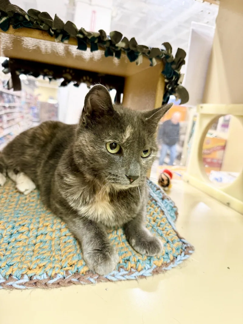 A young medium-sized female Tortoiseshell cat named Lulujenkintown Ps for adoption in Greenville, DE