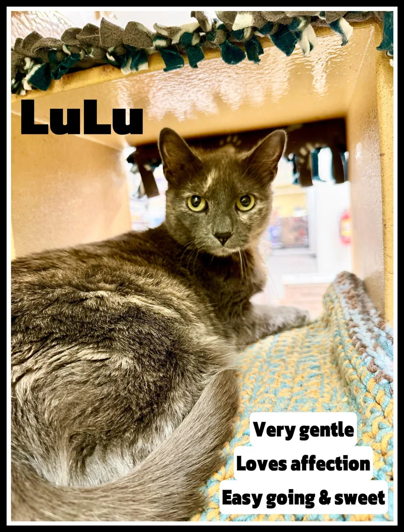 Lulujenkintown Ps thumbnail 3