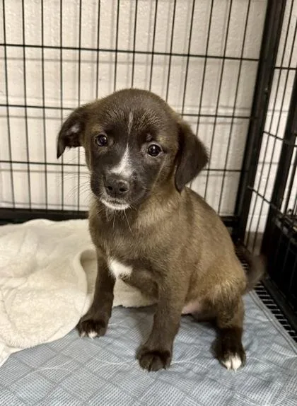 A baby medium-sized female Black Mouth Cur dog named Maizie for adoption in Picayune, MS