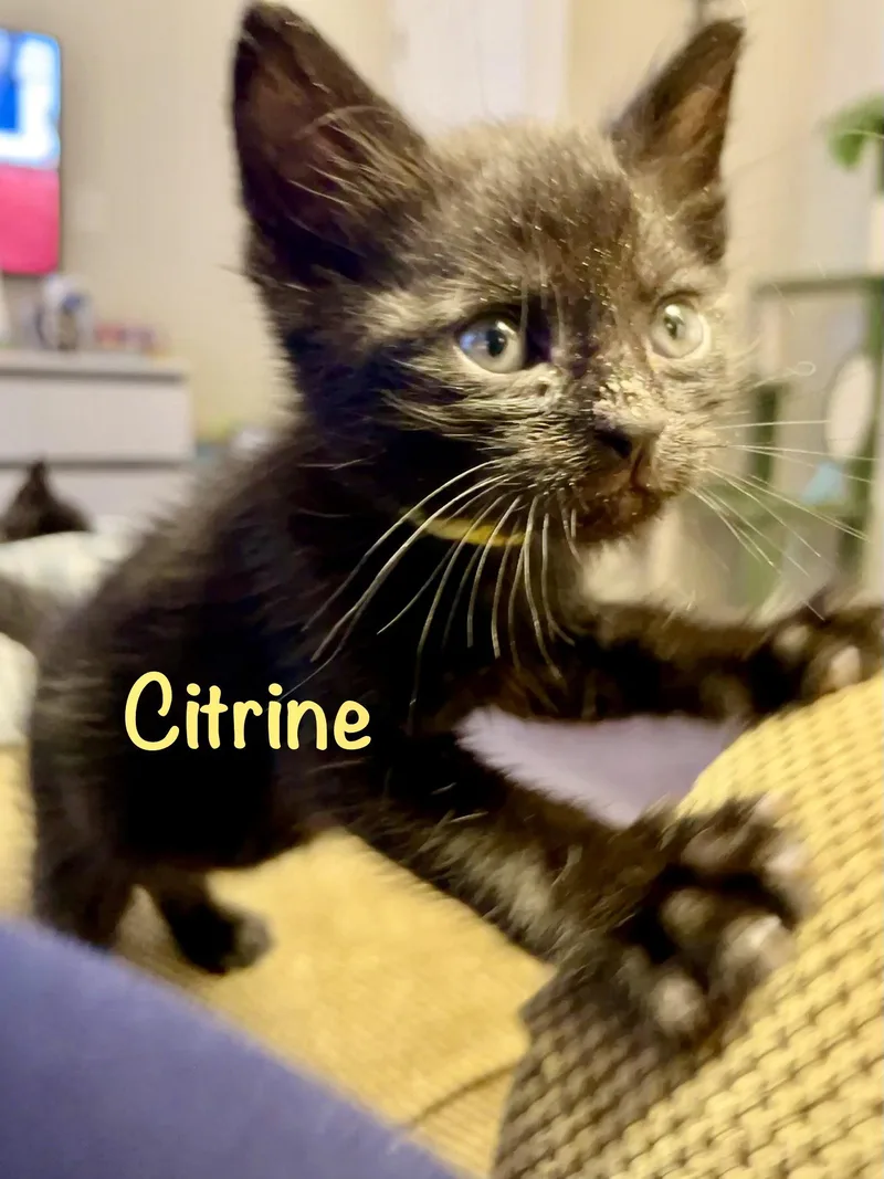 A baby medium-sized male Black Domestic Short Hair cat named Citrine for adoption in Reston, VA