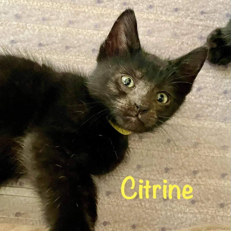 Citrine thumbnail 2