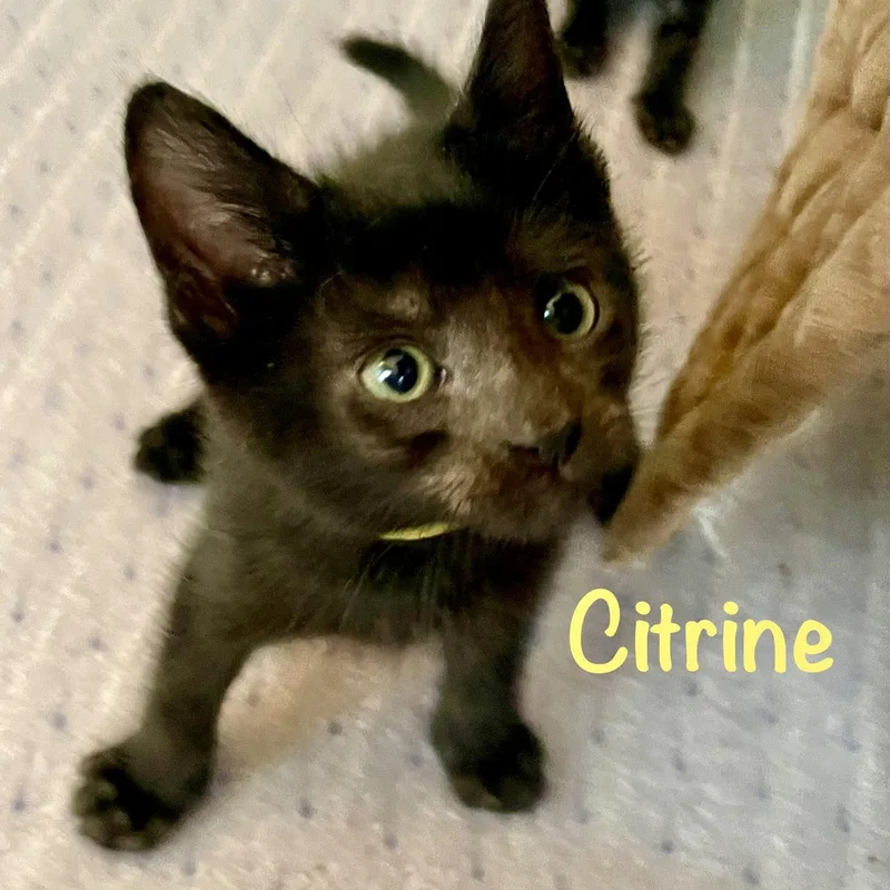 Citrine thumbnail 3