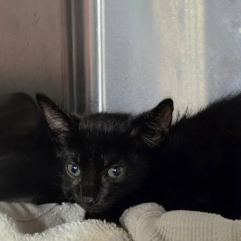 A baby small-sized female Black Domestic Short Hair cat named Hershey for adoption in Pauls Valley, OK