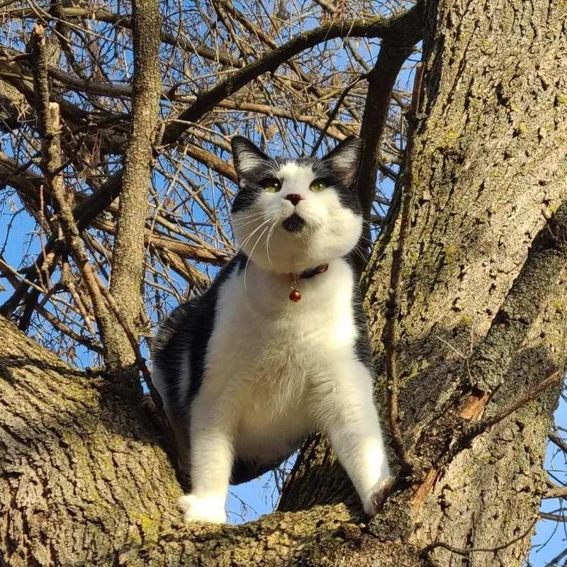 Steve >>the "doginacatsuit" Operations thumbnail 2