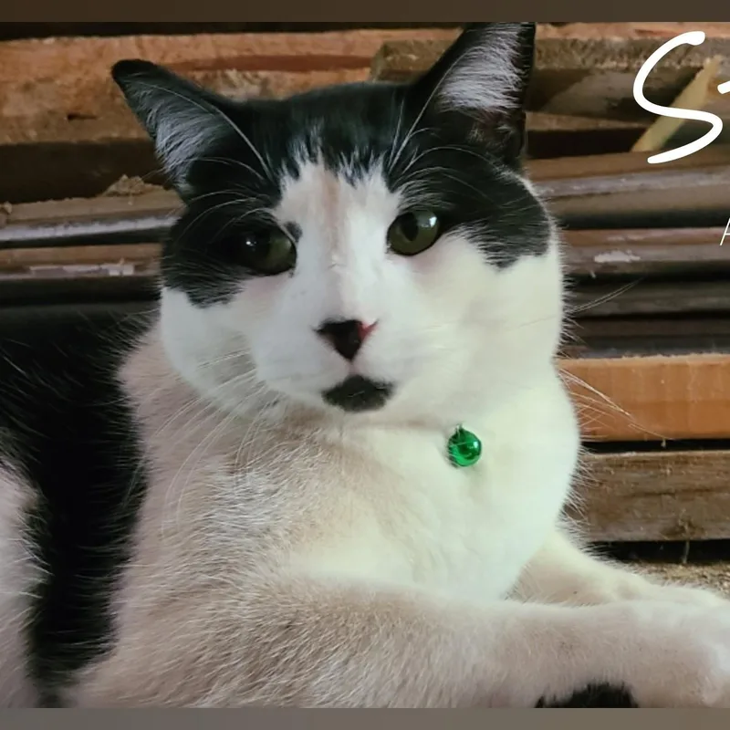 Steve >>the "doginacatsuit" Operations