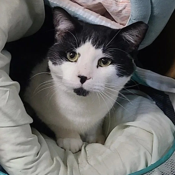 Steve >>the "doginacatsuit" Operations thumbnail 3