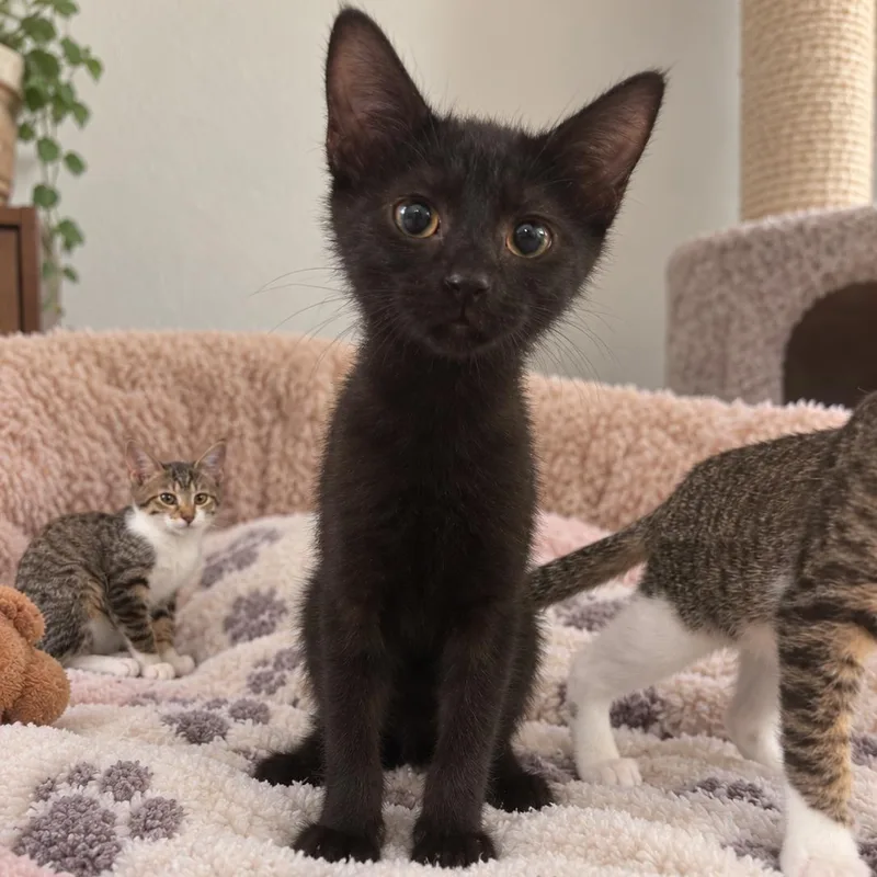 A baby small-sized female Black Domestic Short Hair cat named Skia for adoption in Tulsa, OK