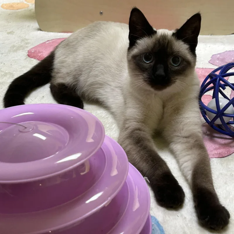 Champ And Chocolina thumbnail 2