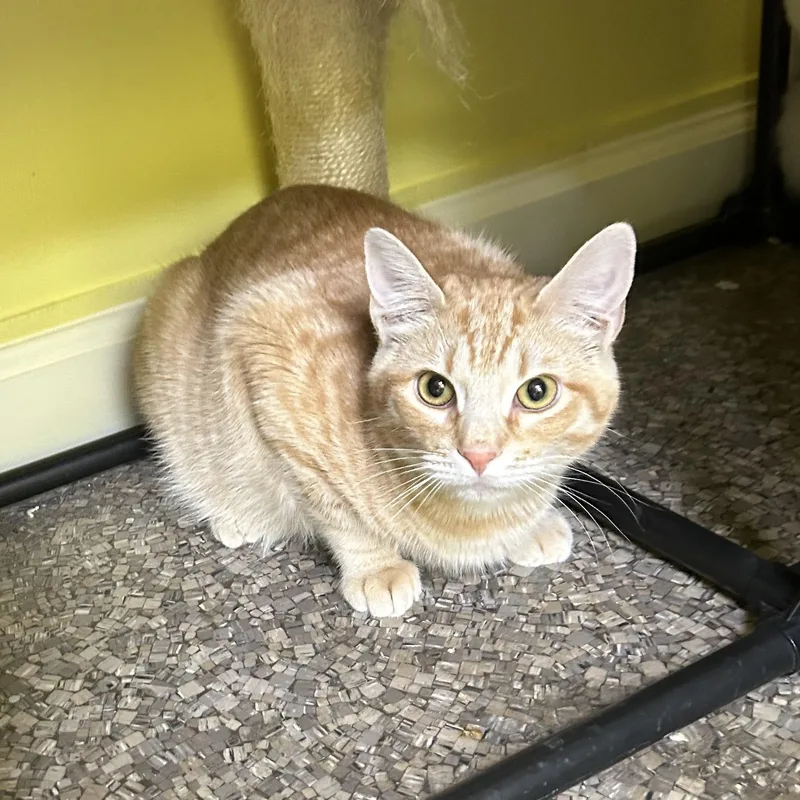 Champ And Chocolina thumbnail 3