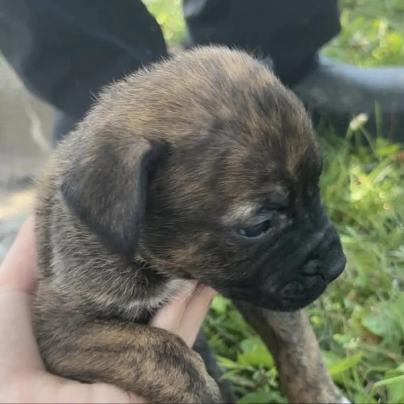 A baby medium-sized female Yellow / Tan / Blond / Fawn German Shepherd Dog dog named WV Puppy Shelly for adoption in Fairfax Station, VA