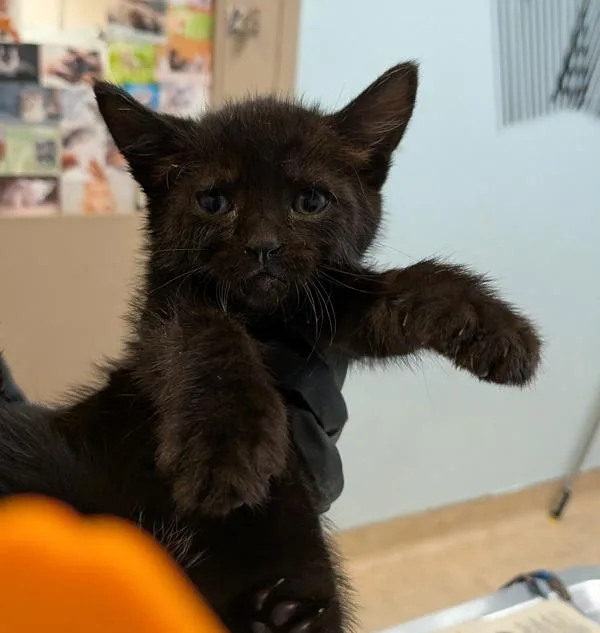 A baby small-sized female Domestic Short Hair cat named Mars for adoption in Escondido, CA