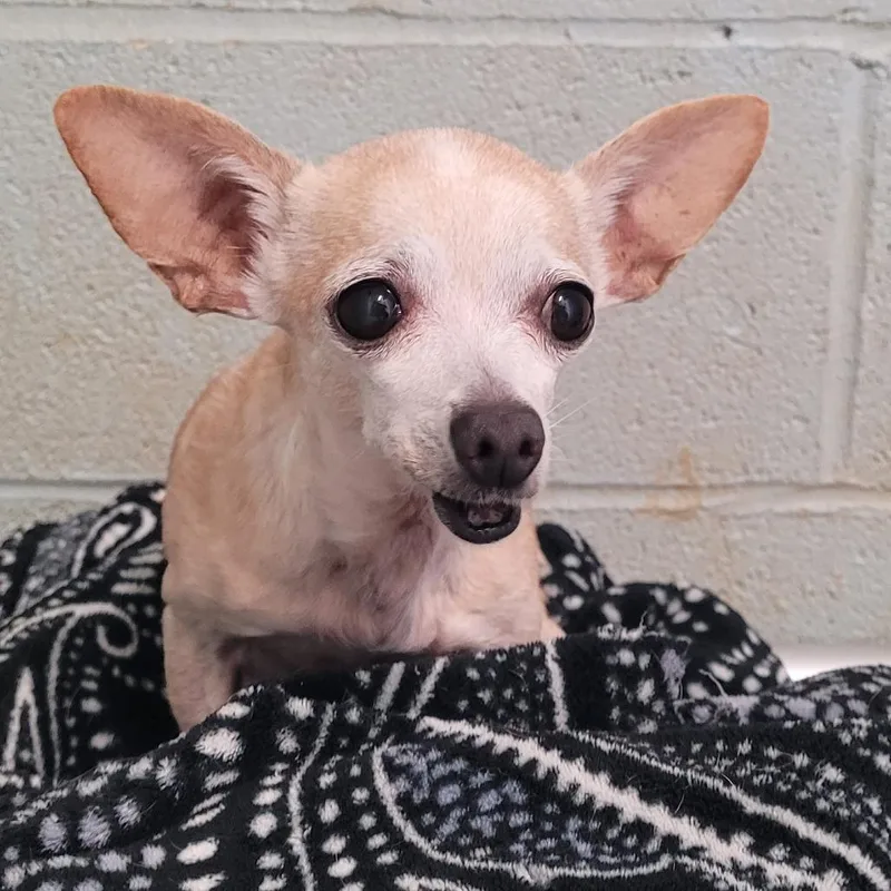 A senior small-sized female Yellow / Tan / Blond / Fawn Chihuahua dog named Cosita for adoption in LOXAHATCHEE, FL