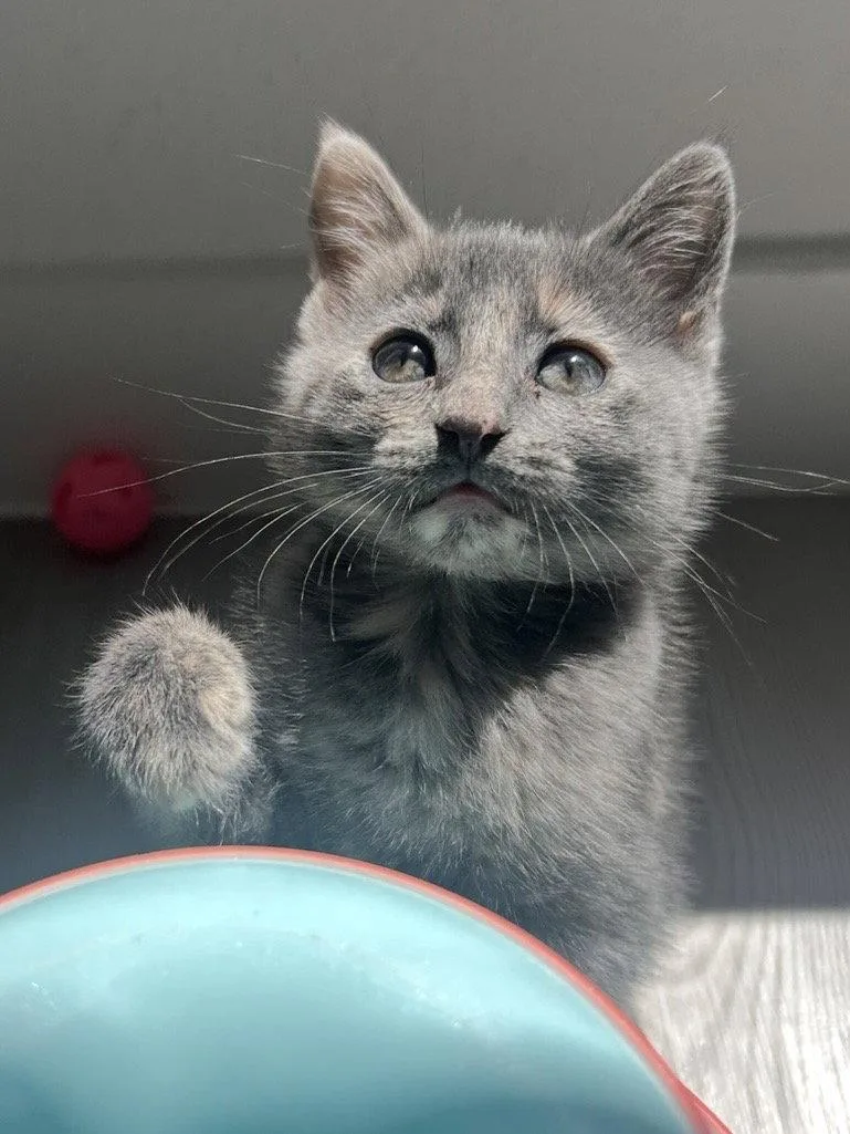 A baby small-sized female Dilute Tortoiseshell cat named Sprinkles for adoption in Irving, TX