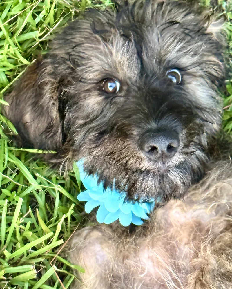 A baby medium-sized female Poodle dog named Gypzey for adoption in Lucedale, MS