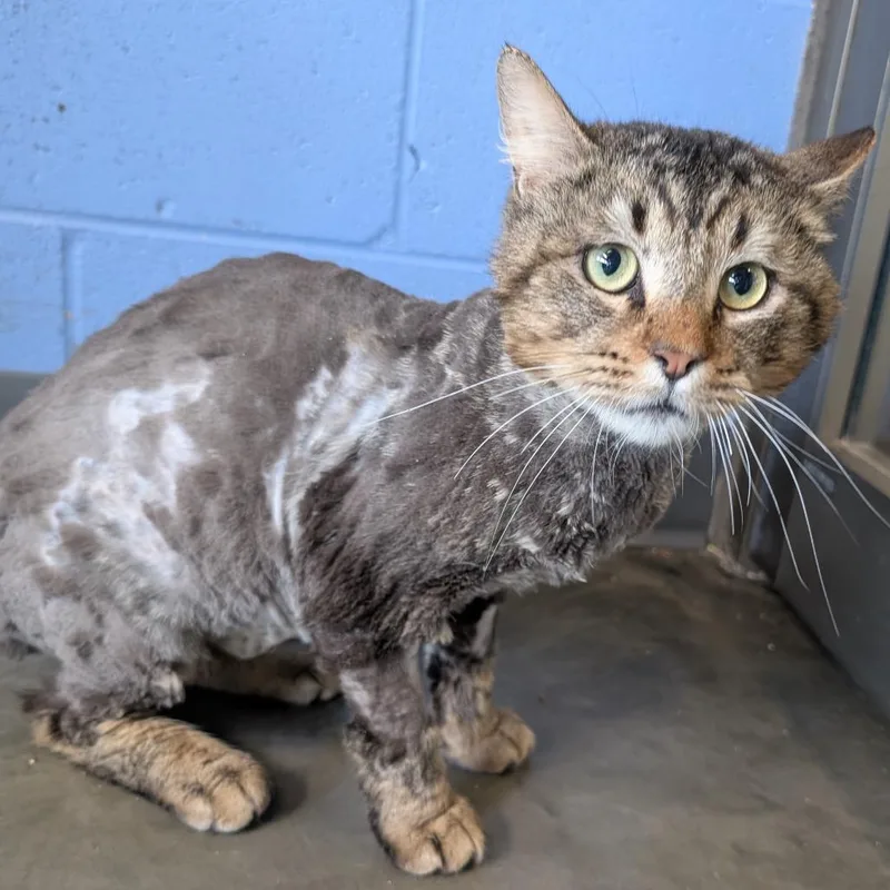 An adult medium-sized male Brown / Chocolate Domestic Long Hair cat named Salamander for adoption in DeKalb, IL