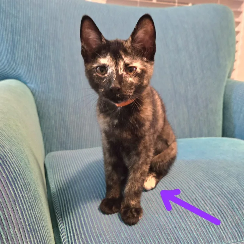 A baby small-sized female Tortoiseshell Domestic Short Hair cat named Graffiti for adoption in Richmond, VA