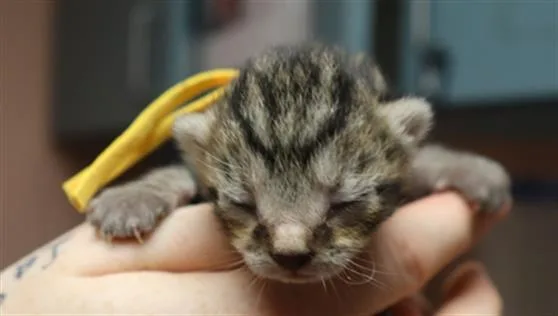 A baby small-sized male Domestic Short Hair cat named Tracy for adoption in Columbia, SC