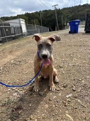 An adult medium-sized male Pit Bull Terrier dog named Ragnar for adoption in Conway, AR