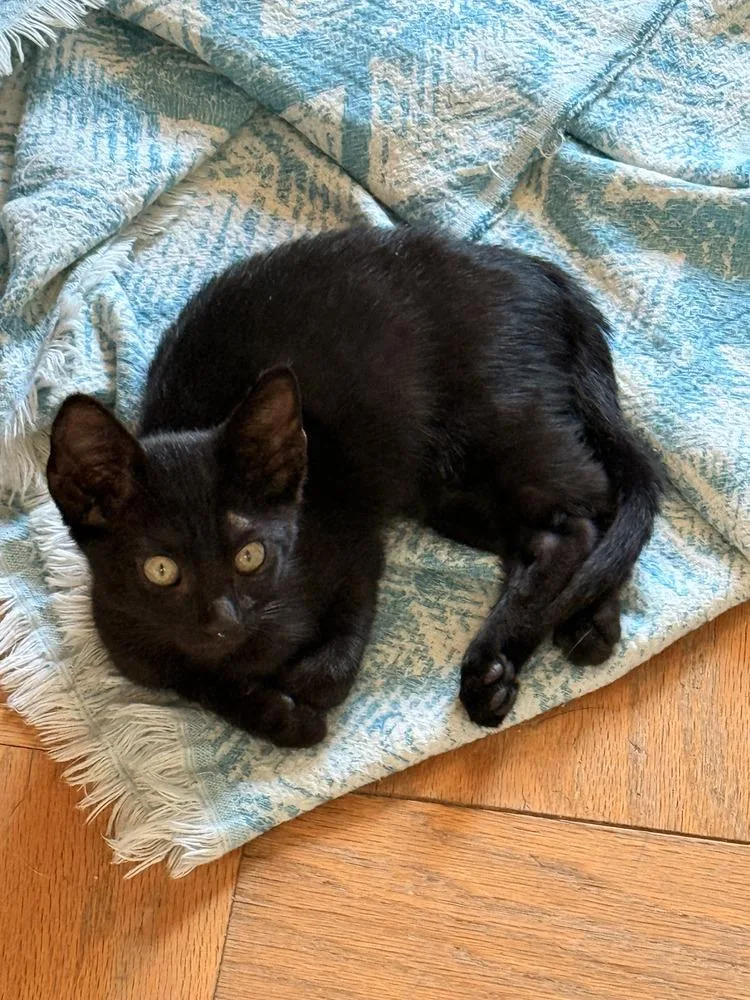 A baby small-sized male Black Domestic Short Hair cat named Max for adoption in Bossier City, LA