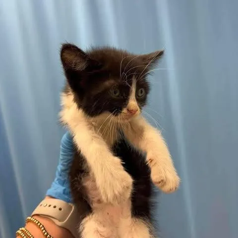 A baby small-sized female Black Domestic Short Hair cat named Panda for adoption in Bastrop, TX