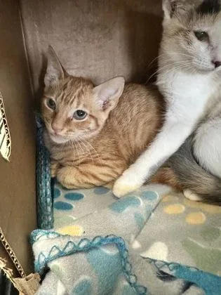 A baby small-sized male Domestic Short Hair cat named Tigger $ for adoption in Seneca, SC
