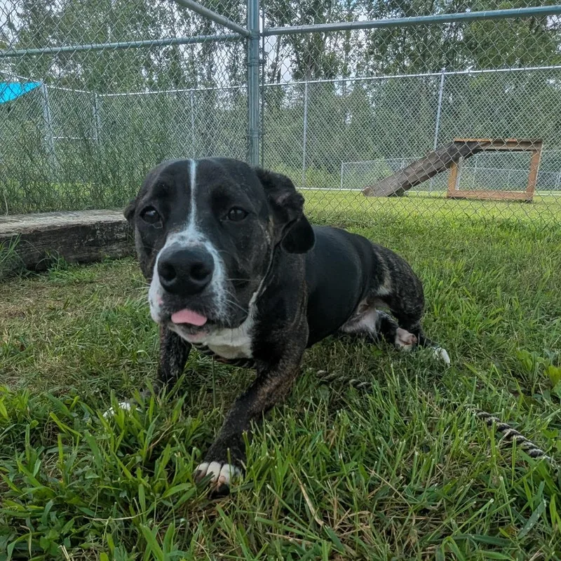 A young small-sized female Black Australian Cattle Dog / Blue Heeler dog named Lexus "Lexi" for adoption in Smithville, TN